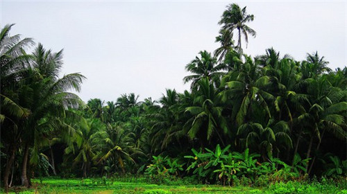 花瓣因子加盟费多少